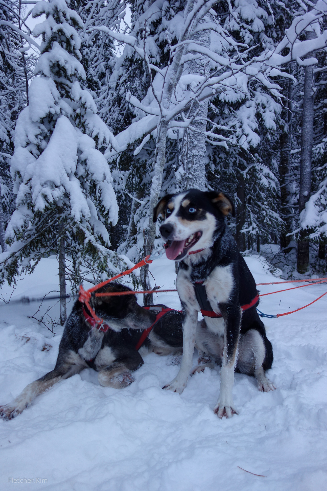 Rovaniemi-Dec12---126.jpg
